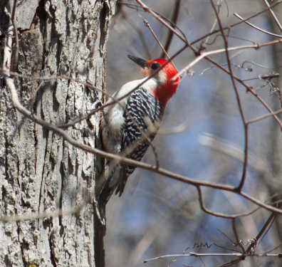 Red-bellied Woodpecker - Robert Irwin