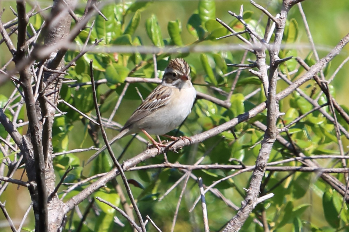 Clay-colored Sparrow - ML96958961
