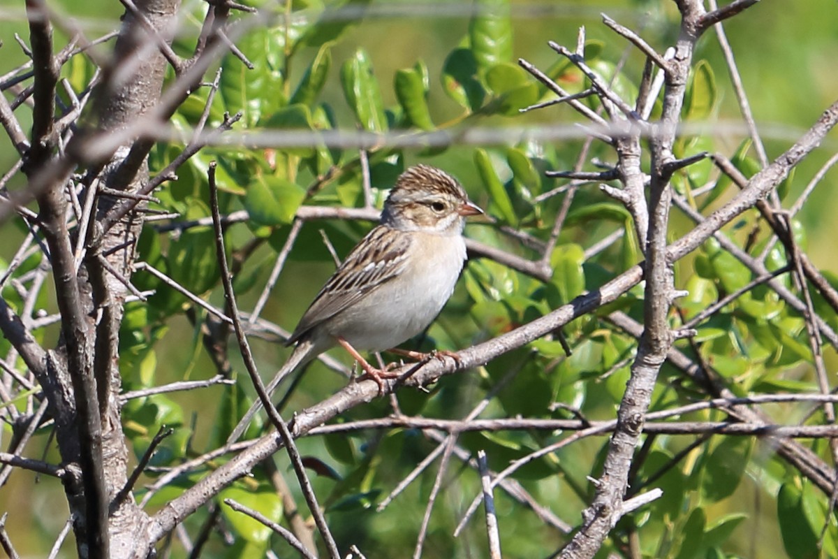 Clay-colored Sparrow - Alta Tanner