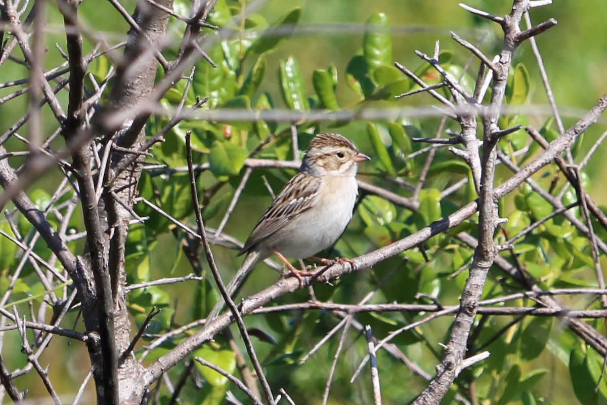 Clay-colored Sparrow - Alta Tanner