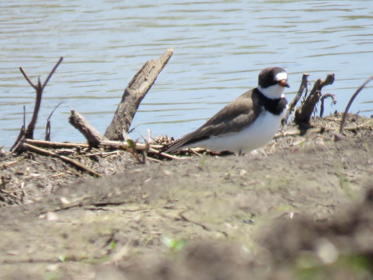 Semipalmated Plover - Micky Louis