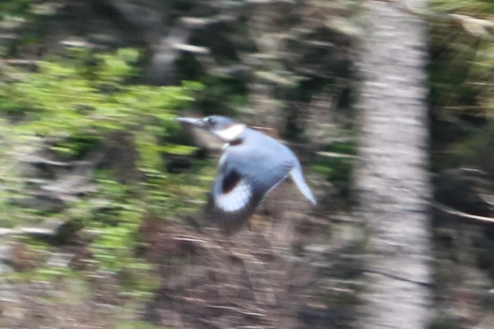 Belted Kingfisher - ML96967601