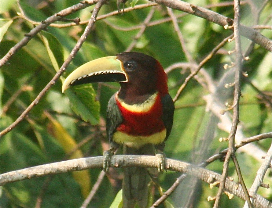 Red-necked Aracari - ML96969691