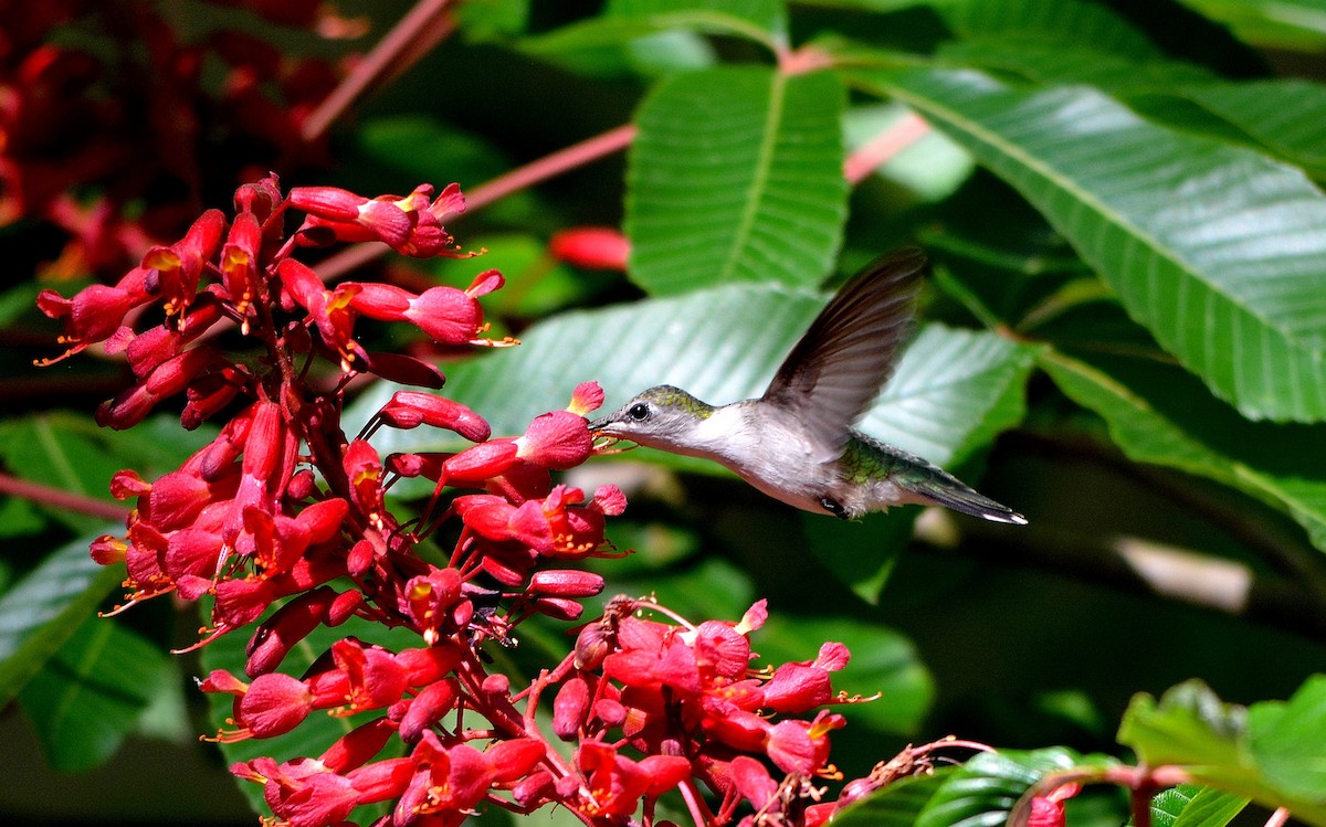 Ruby-throated Hummingbird - Rhonda Townsend
