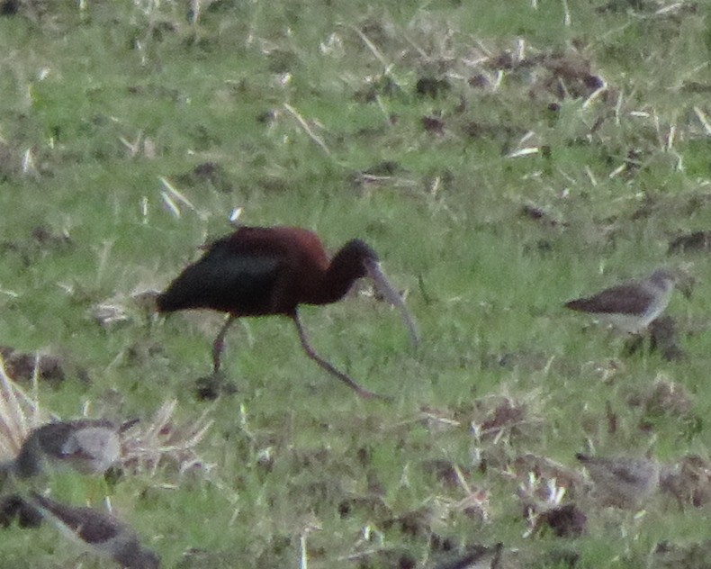 Glossy/White-faced Ibis - Jeff Stacey