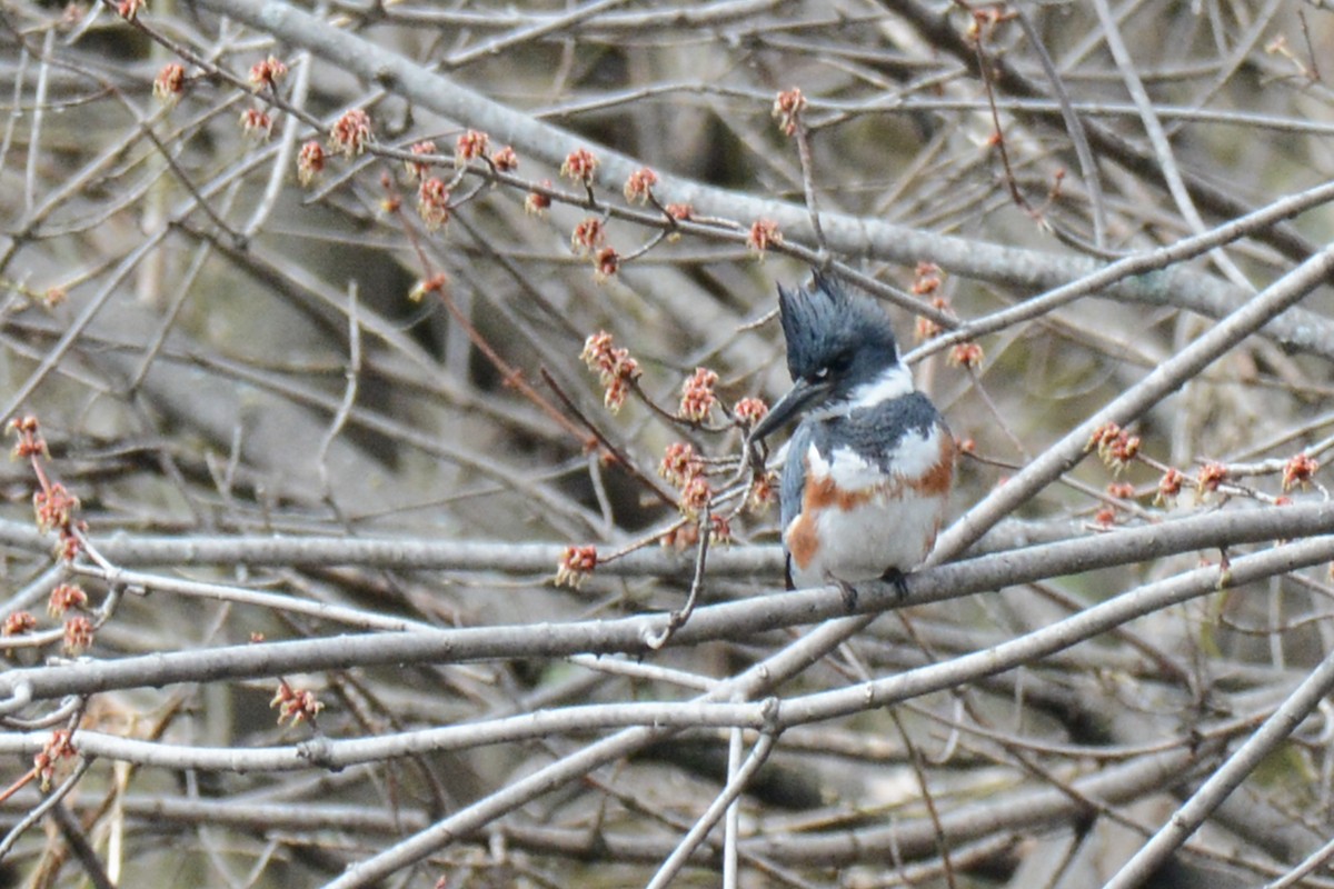 Belted Kingfisher - Marie O'Neill