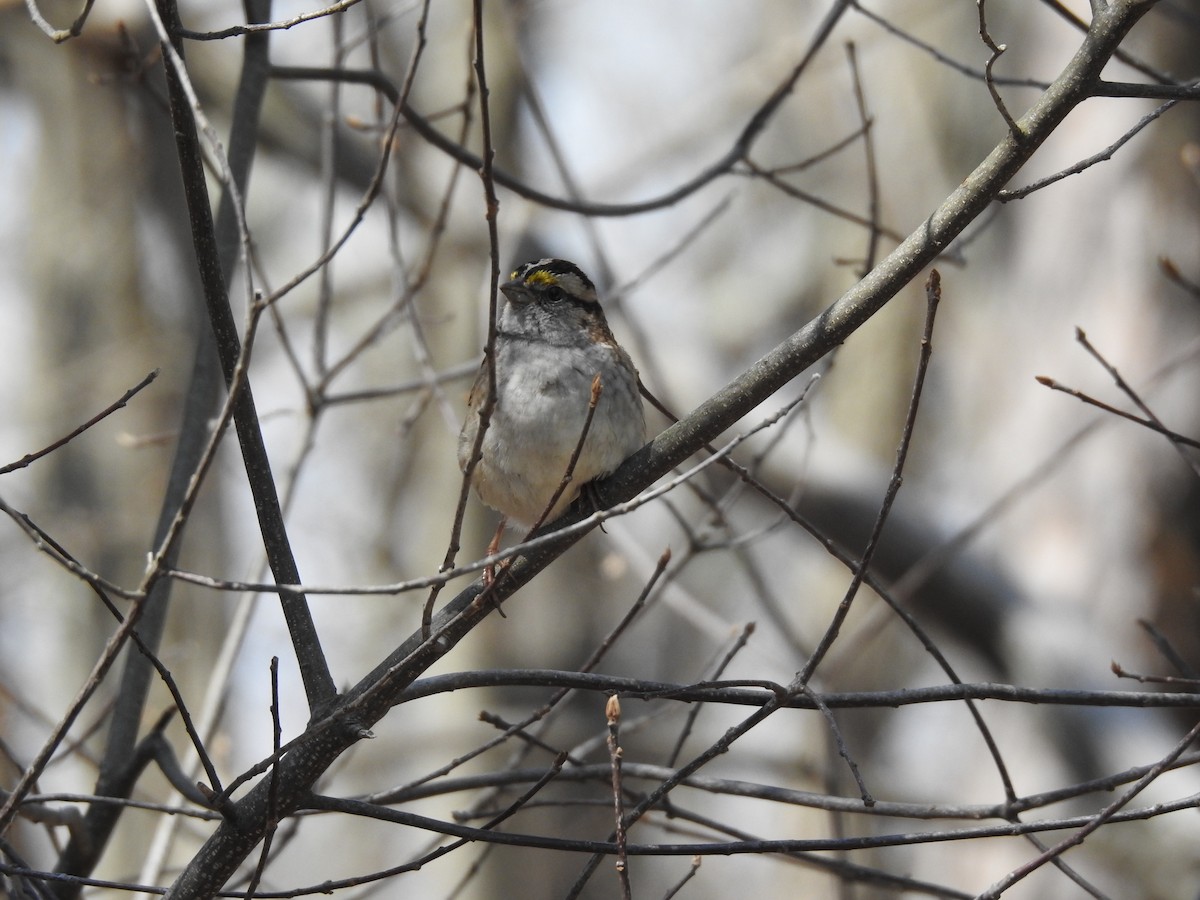White-throated Sparrow - Richard Wood