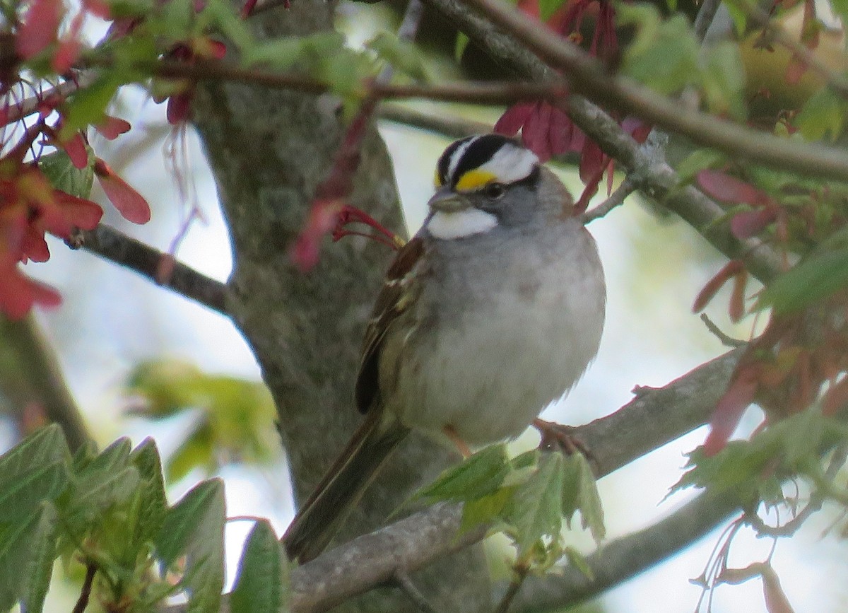White-throated Sparrow - michele ramsey