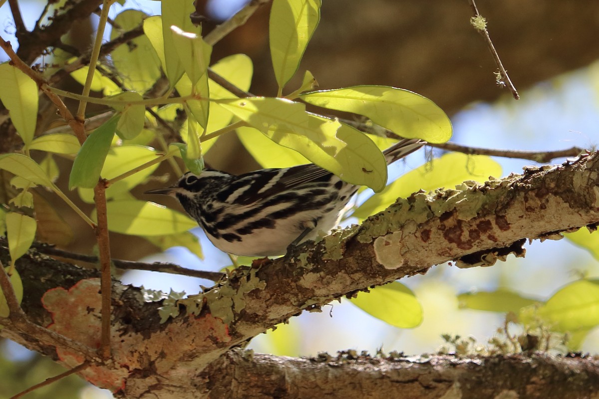 Black-and-white Warbler - ML96975701