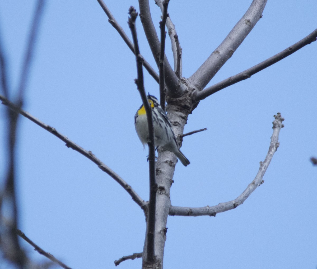 Yellow-throated Warbler - ML96976301