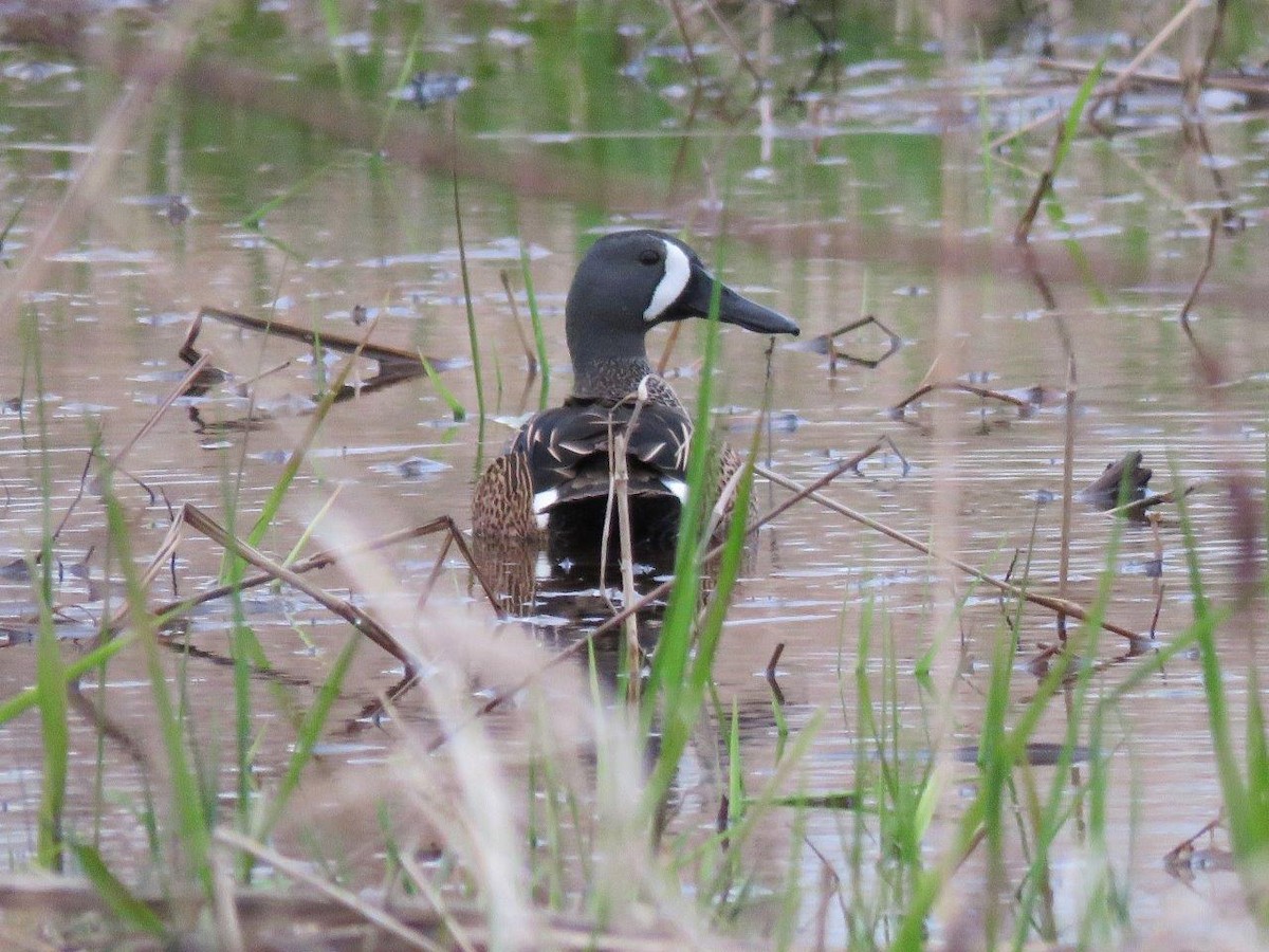 Blue-winged Teal - ML96976421