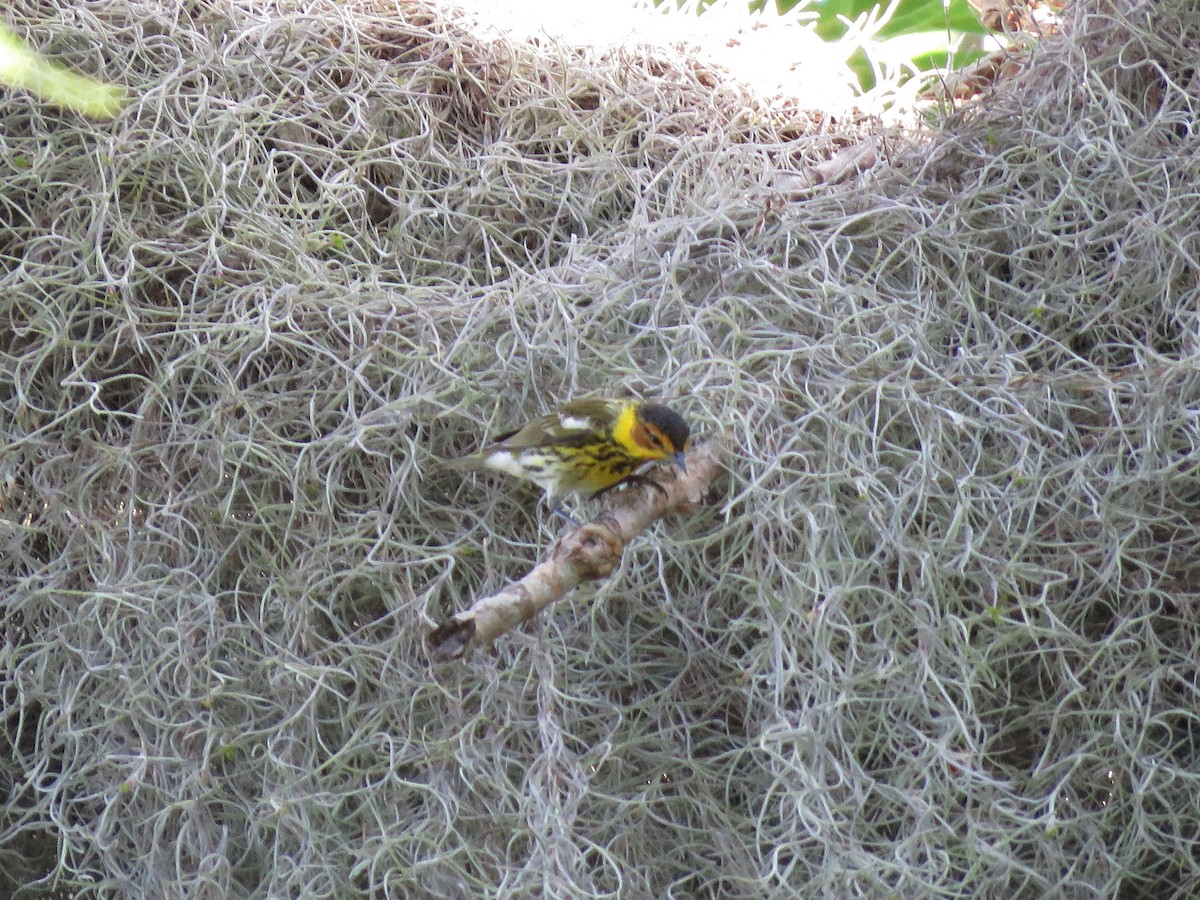 Cape May Warbler - ML96978771