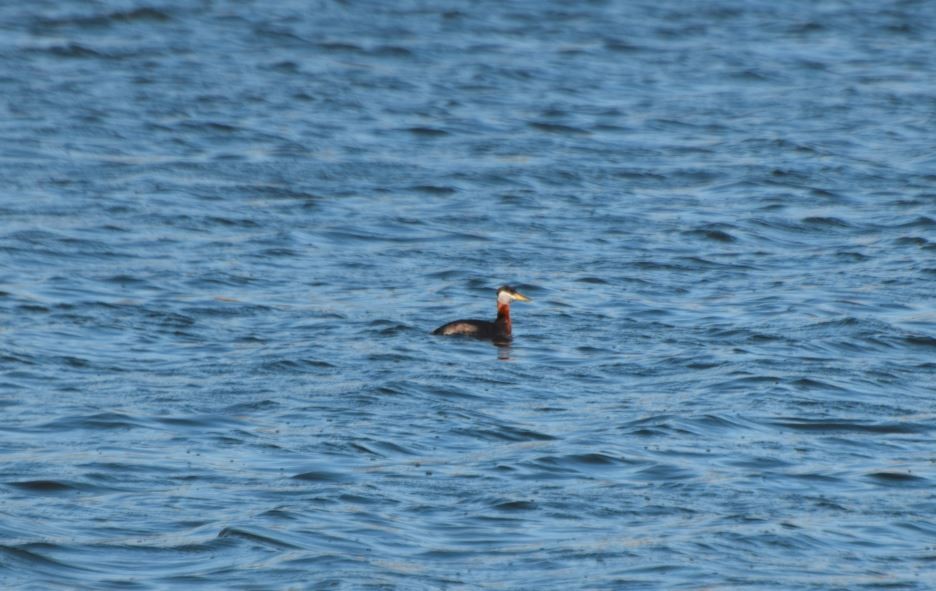 Red-necked Grebe - Lee Adam