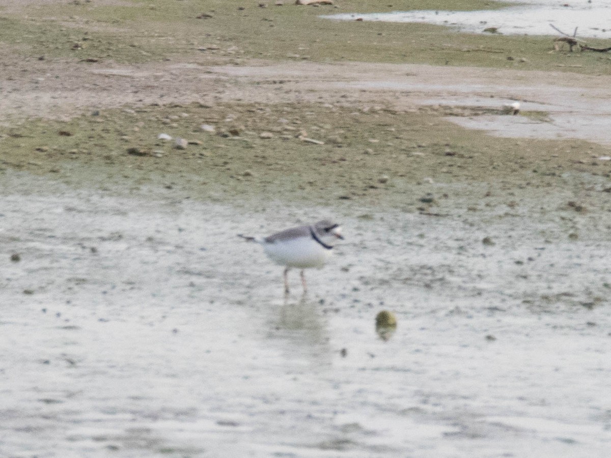 Piping Plover - ML96982401
