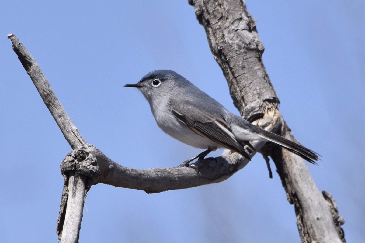 Blue-gray Gnatcatcher (obscura Group) - David de Rivera Tønnessen