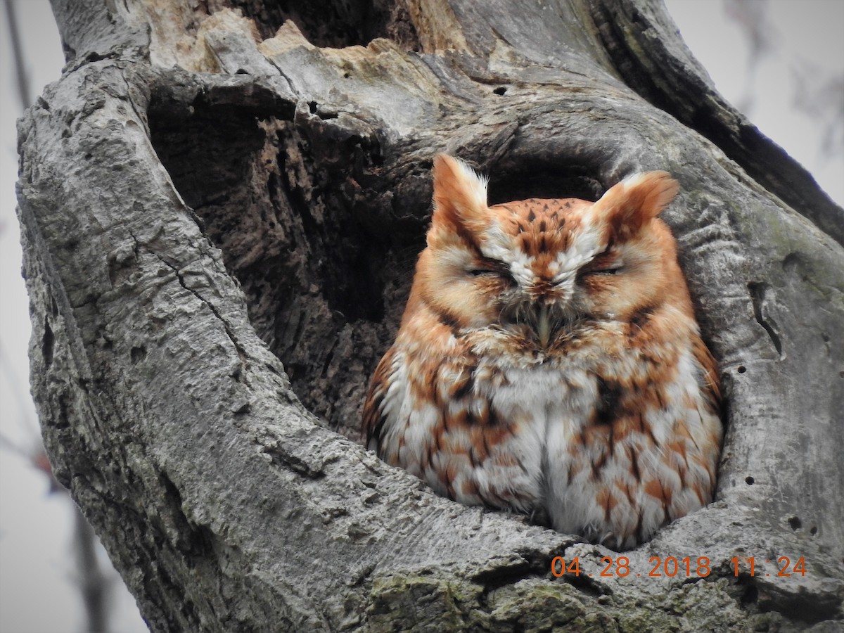 Eastern Screech-Owl - Inara Angelis