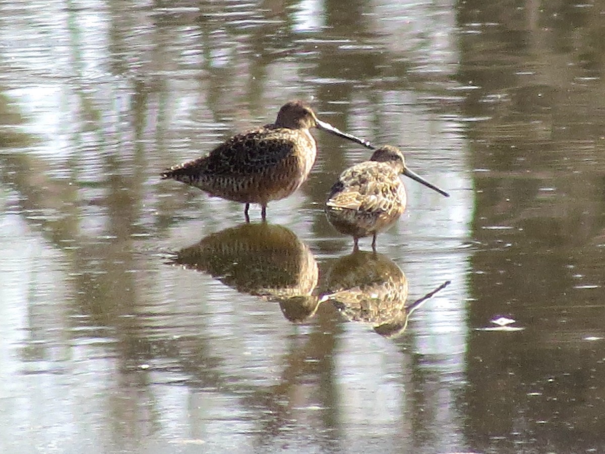 Long-billed Dowitcher - ML96988971