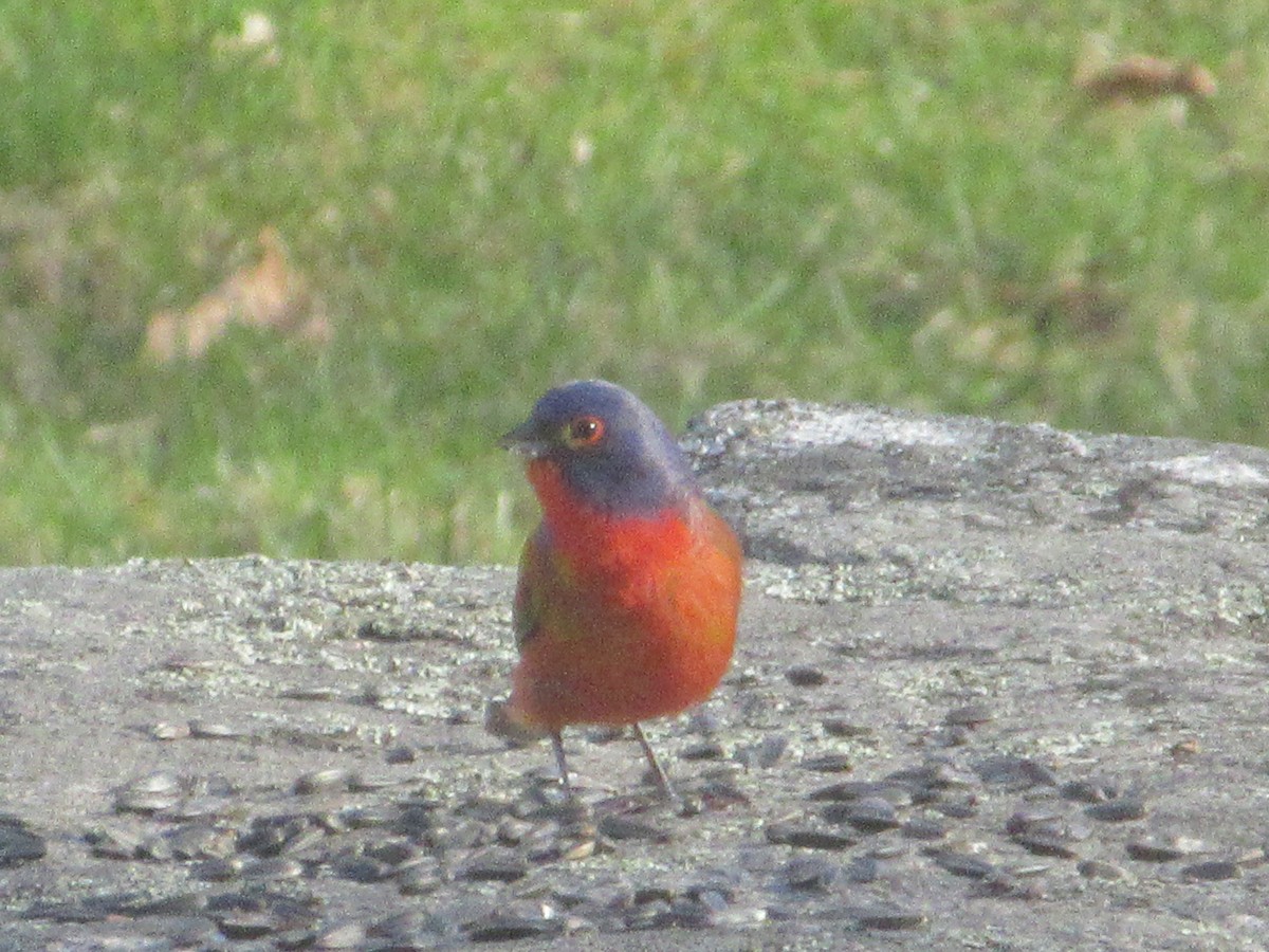 Painted Bunting - ML96990831