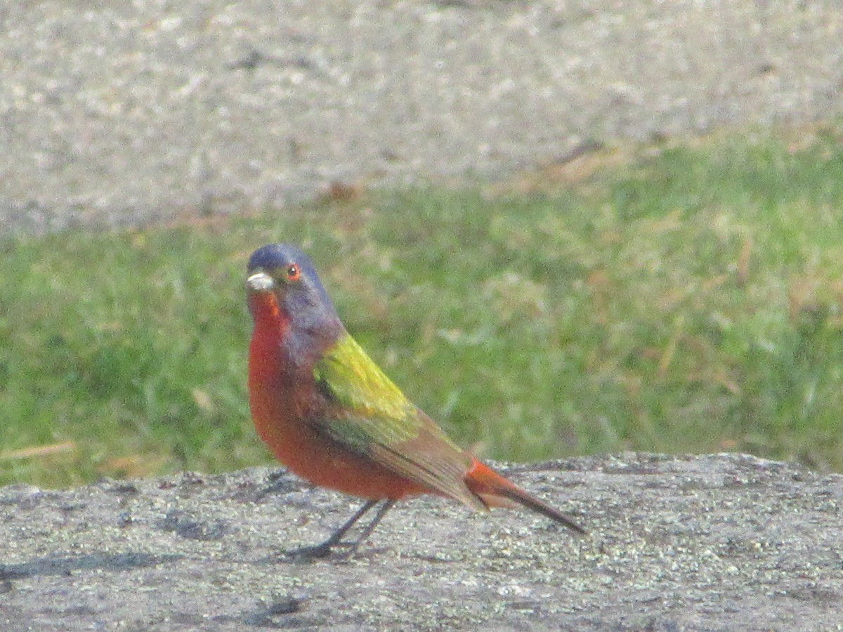 Painted Bunting - ML96990851