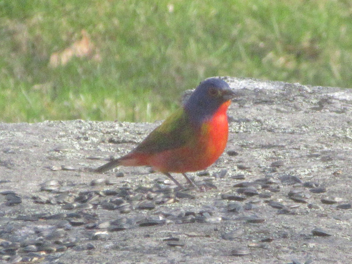 Painted Bunting - ML96990861