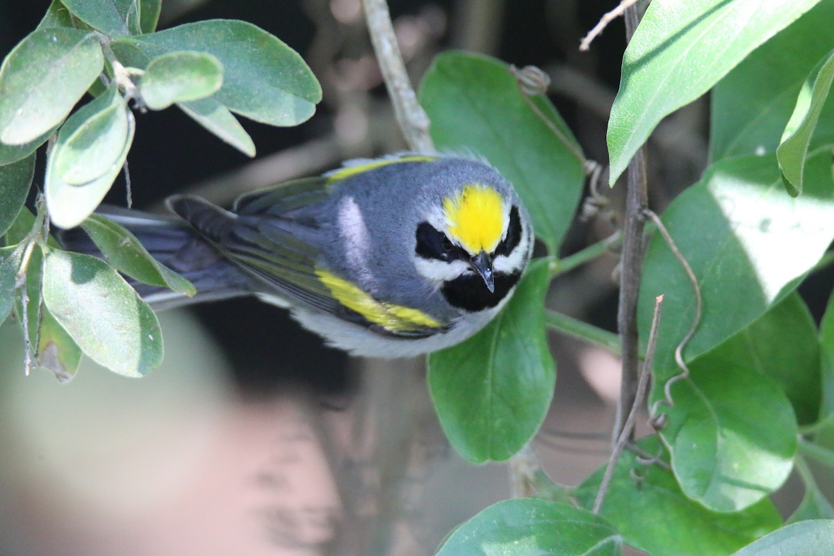 Golden-winged Warbler - Michelle Cano 🦜