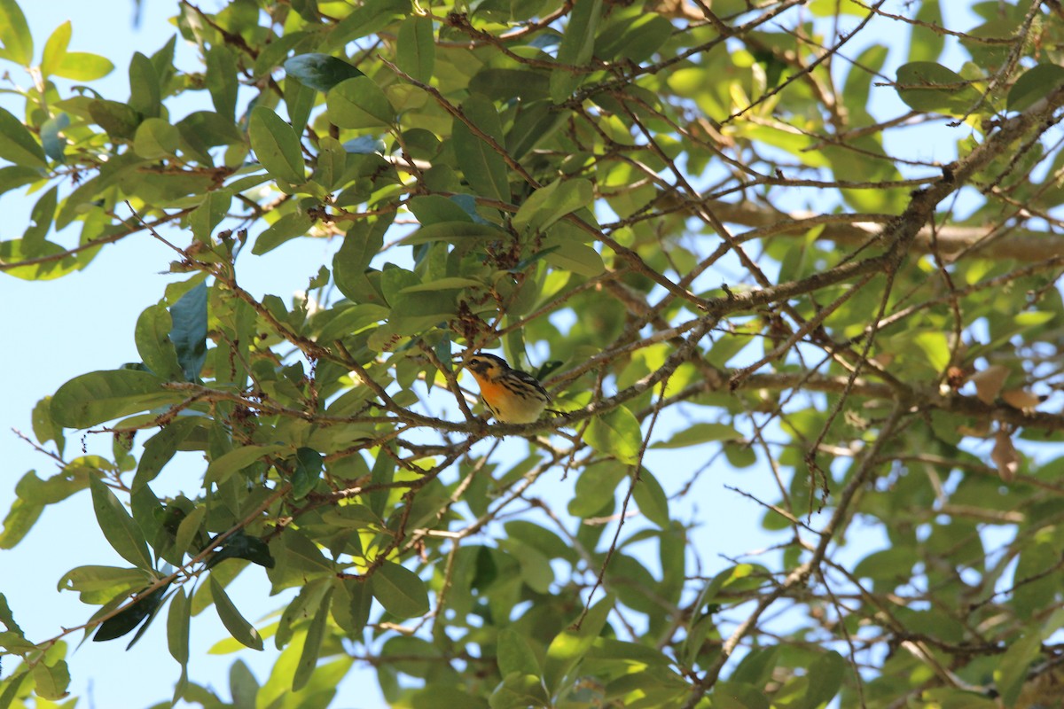 Blackburnian Warbler - dede belk