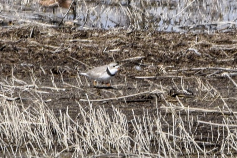 Piping Plover - ML96994171