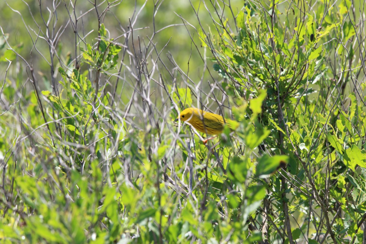 Yellow Warbler - dede belk