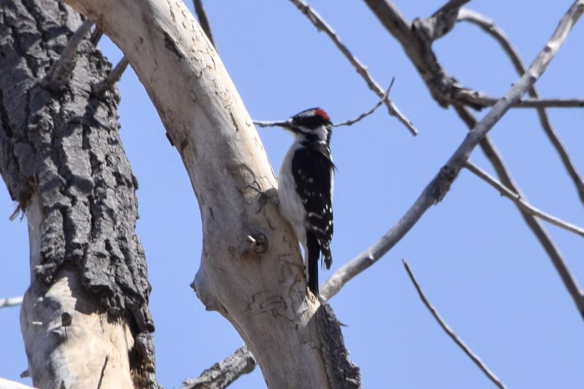 Downy Woodpecker (Rocky Mts.) - ML96995141