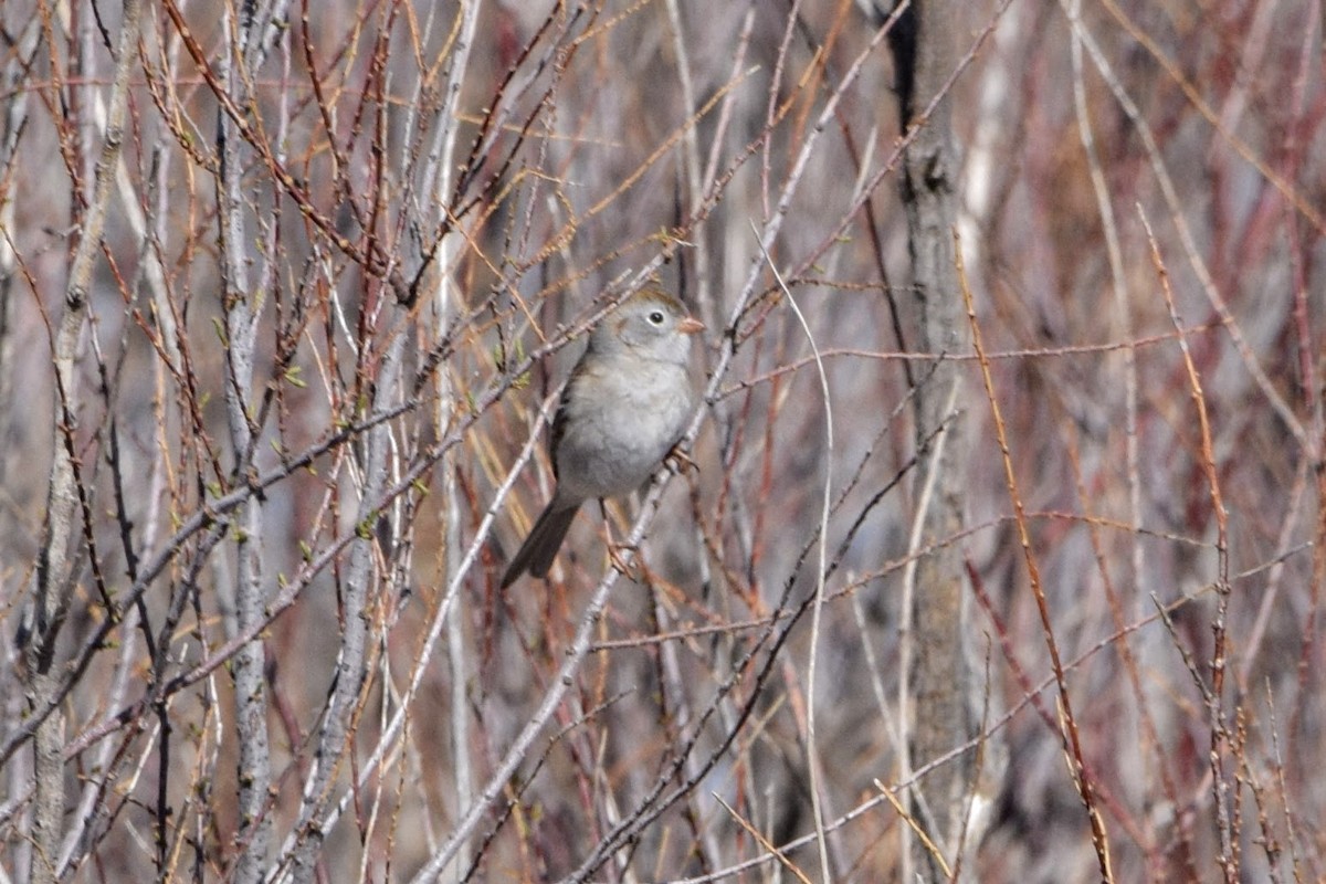 Field Sparrow - ML96995581