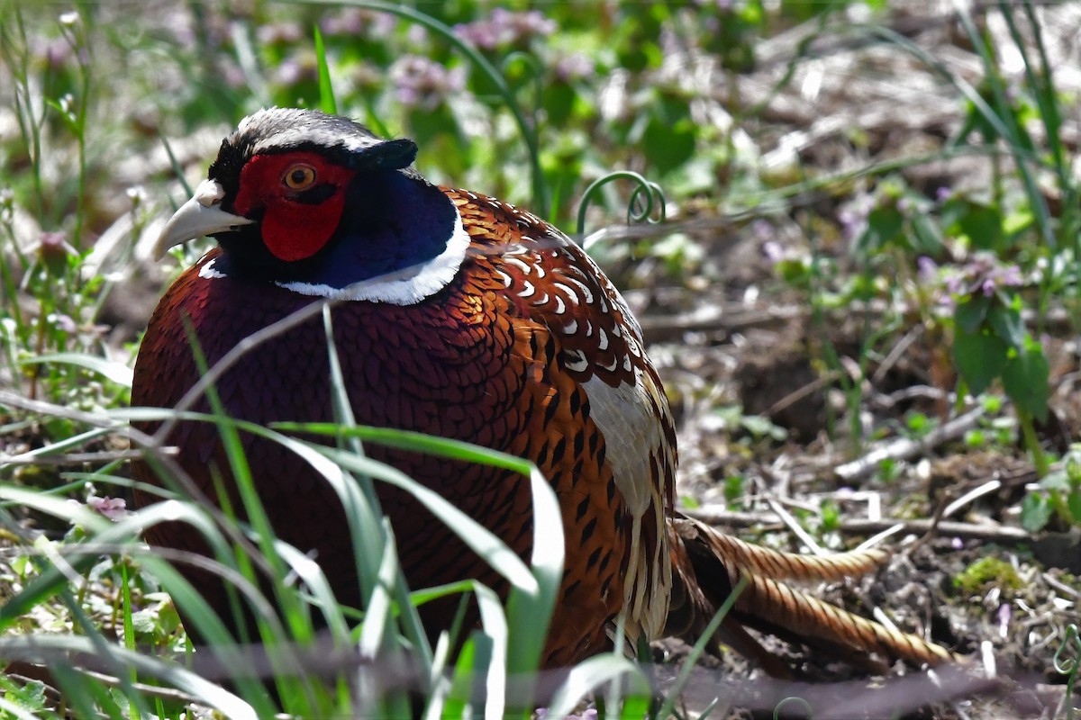 Ring-necked Pheasant - Michael Clay