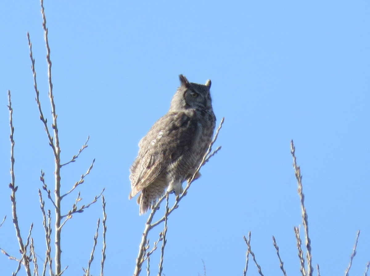 Great Horned Owl - ML97000221