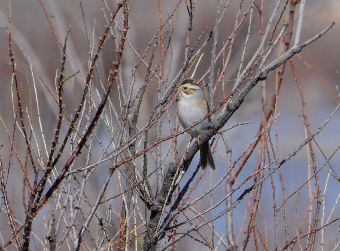 Clay-colored Sparrow - ML97000461