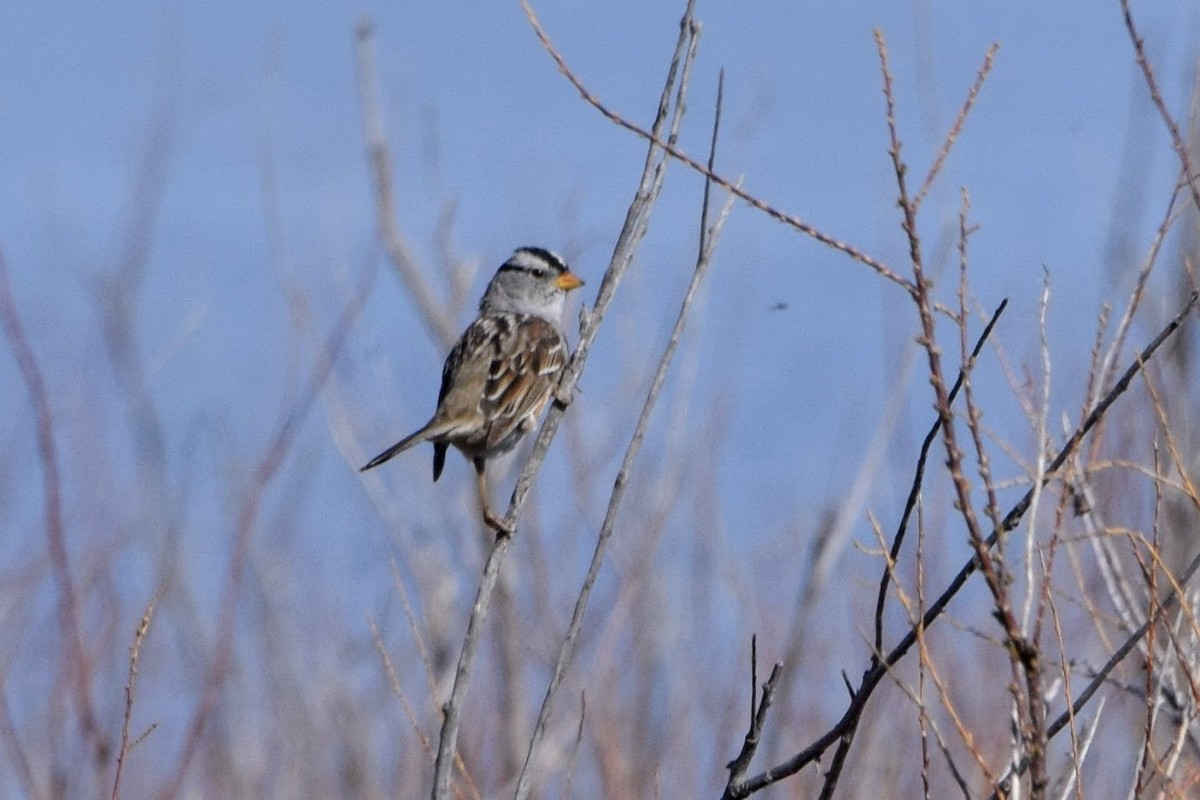 White-crowned Sparrow (Gambel's) - ML97000751