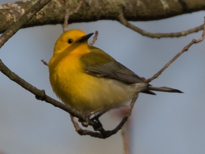 Prothonotary Warbler - ML97000771