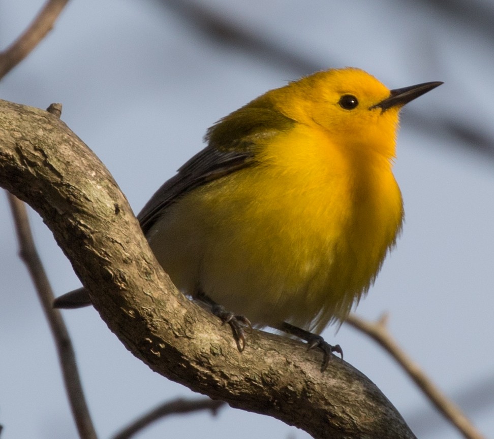 Prothonotary Warbler - ML97000791
