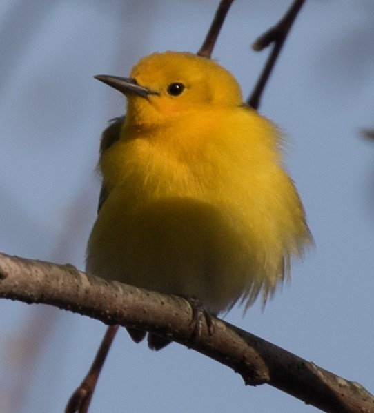 Prothonotary Warbler - ML97001151