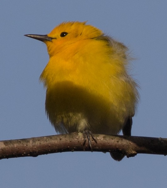 Prothonotary Warbler - ML97001181