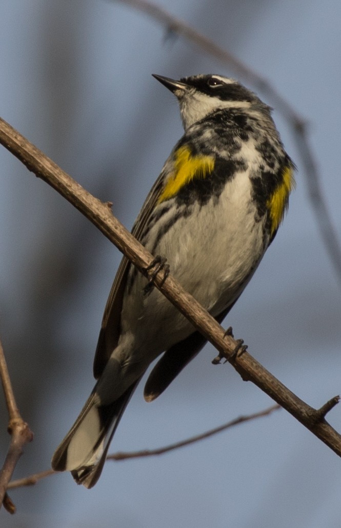 Yellow-rumped Warbler (Myrtle) - ML97001321