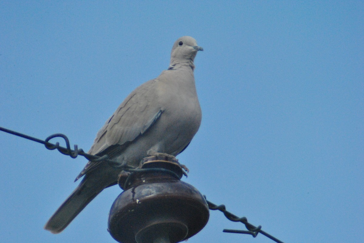 Eurasian Collared-Dove - ML97003351