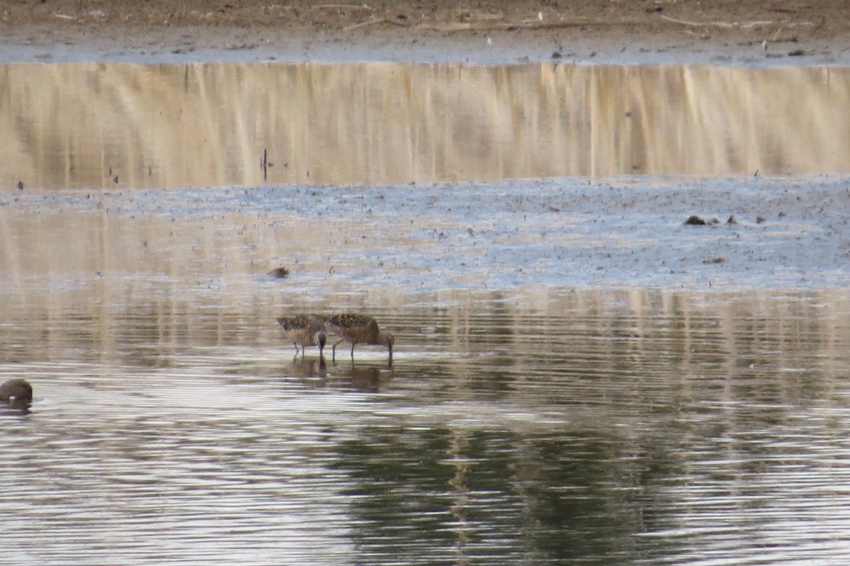 Long-billed Dowitcher - ML97007411