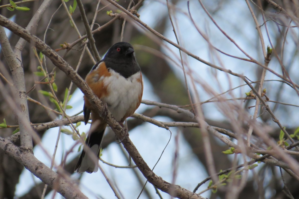 Spotted Towhee - Jonathan Montgomery