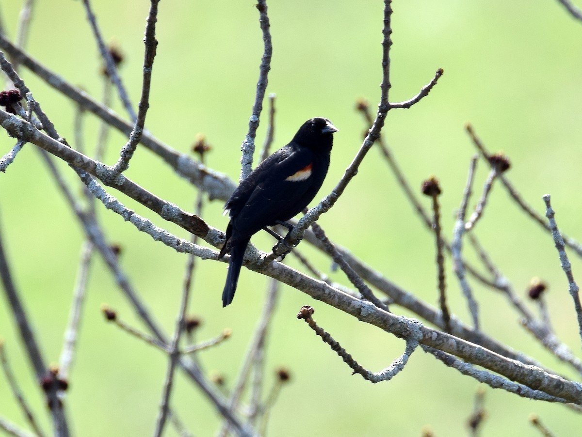 Red-winged Blackbird - ML97009341