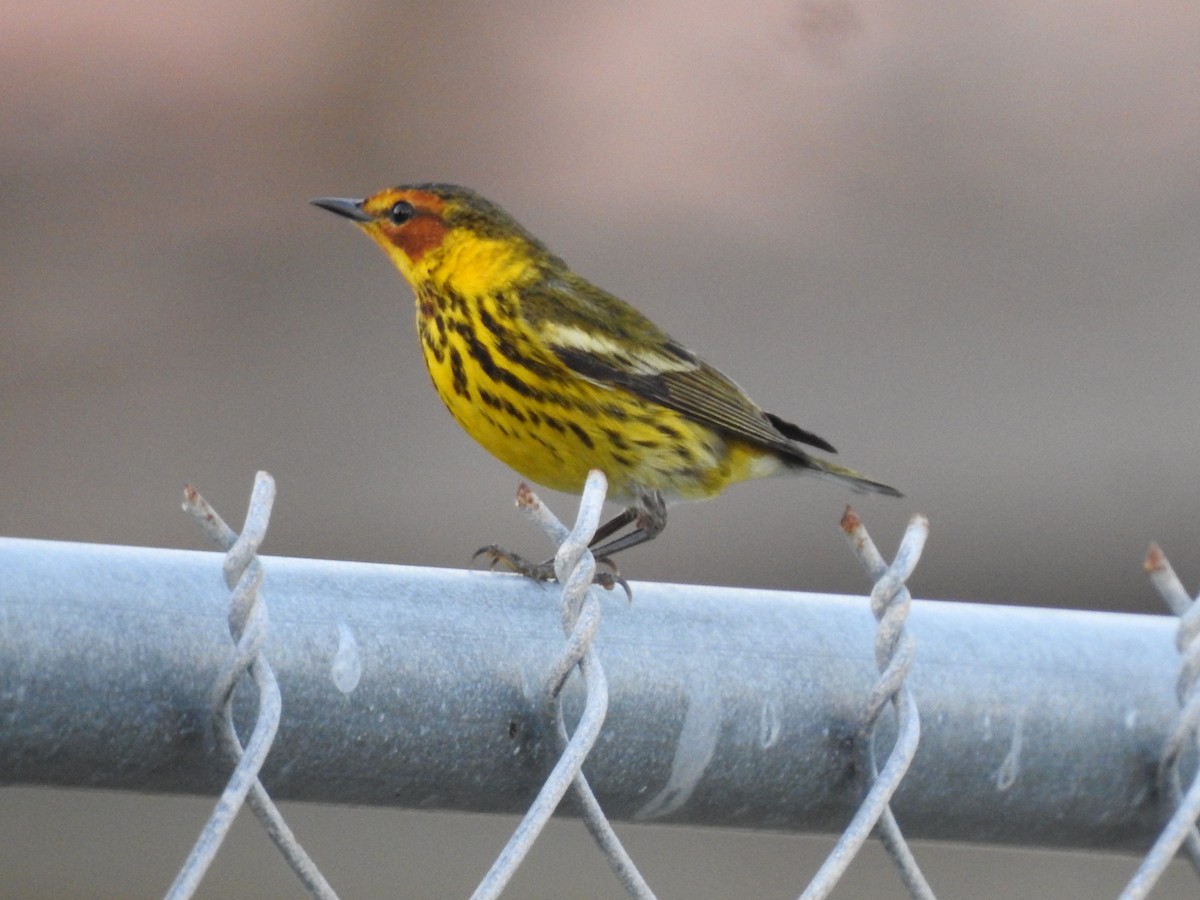 Cape May Warbler - Martha Cartwright
