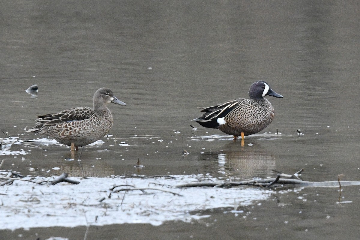 Blue-winged Teal - ML97010901