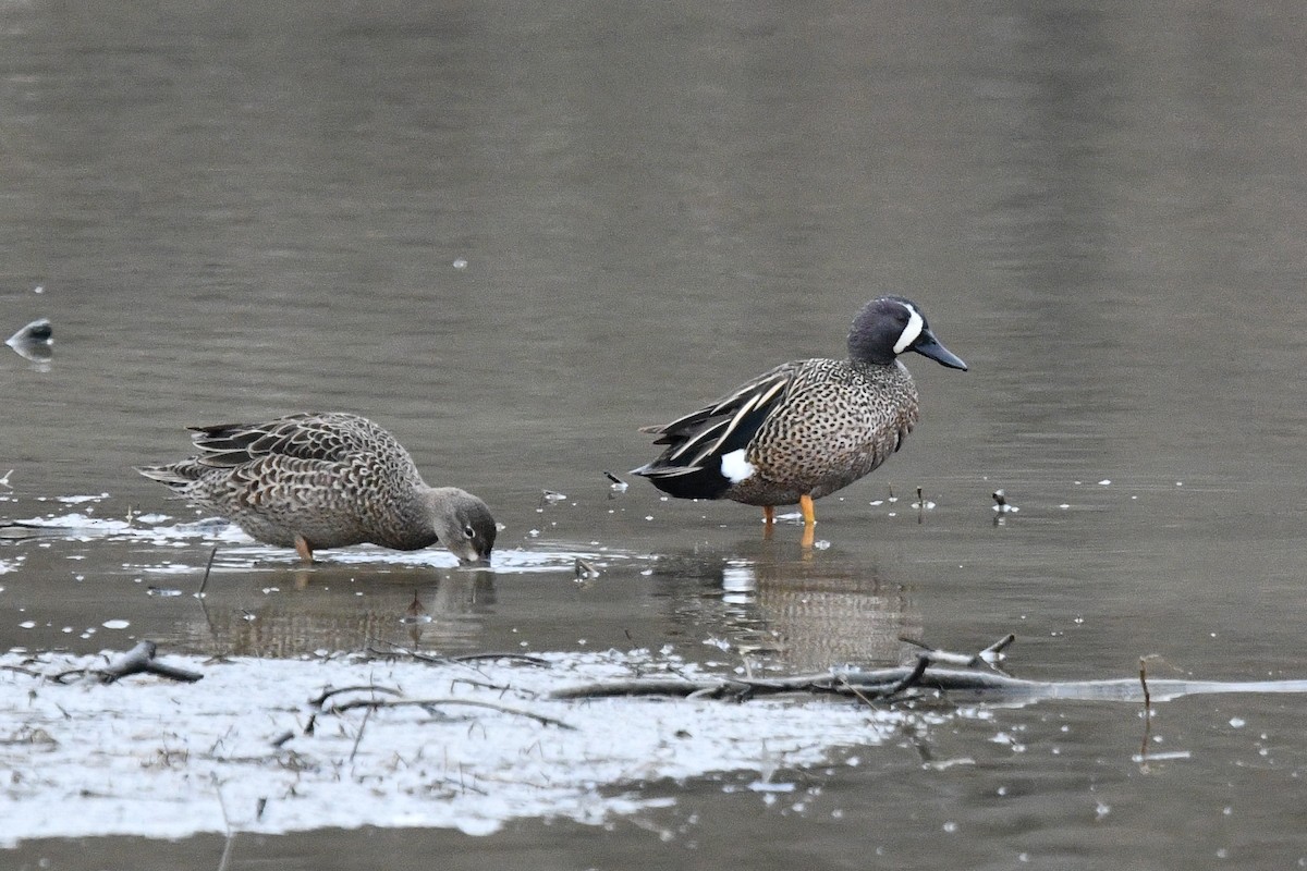 Blue-winged Teal - ML97011081