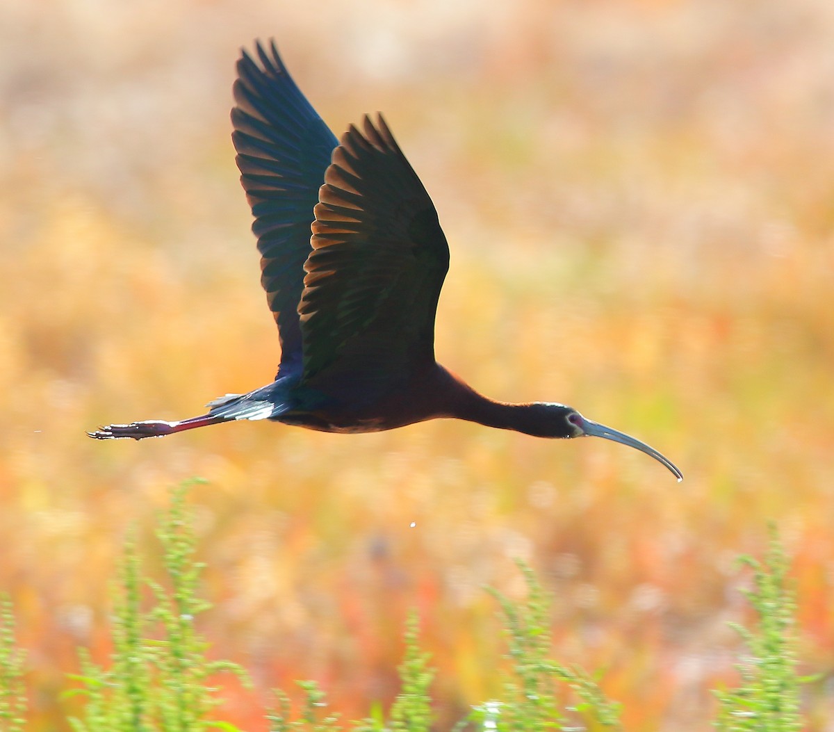 ibis americký - ML97011241
