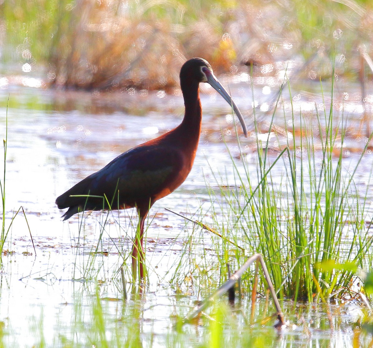 ibis americký - ML97011311