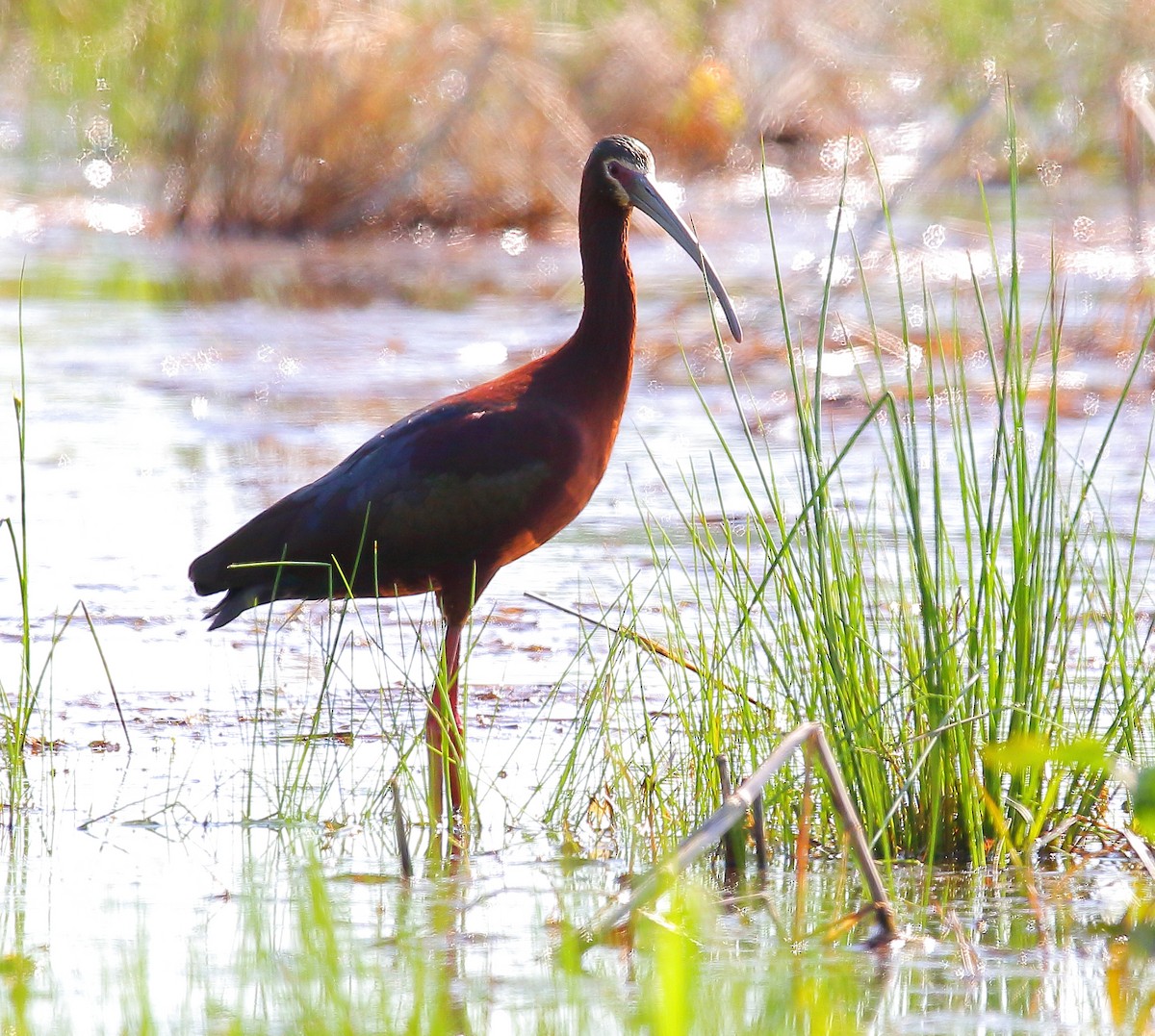 ibis americký - ML97011321
