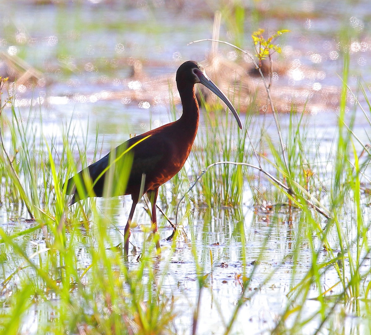 ibis americký - ML97011391